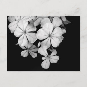 Schwarz-weiße Blumenmuster Postkarte