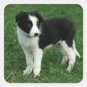 Schwarz-weiße Border Collie Welpen-Hund-Aufkleber Quadratischer Aufkleber