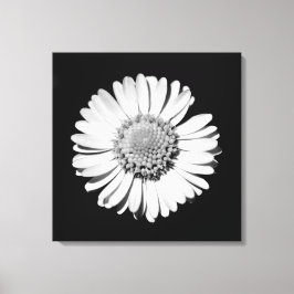 Schwarz-weiße Daisy Floral Art Botanische Fotograf Leinwanddruck