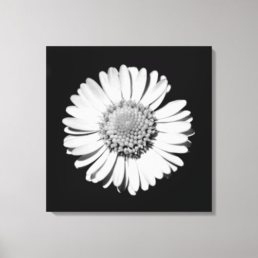 Schwarz-weiße Daisy Floral Art Botanische Fotograf Leinwanddruck (Vorderseite)