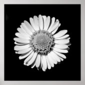 Schwarz-weiße Daisy Floral Art Botanische Fotograf Poster (Vorne)