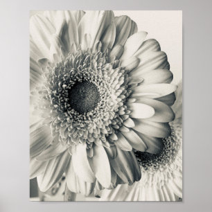 Schwarz-weiße Gänseblümchen-Blumenfoto Poster