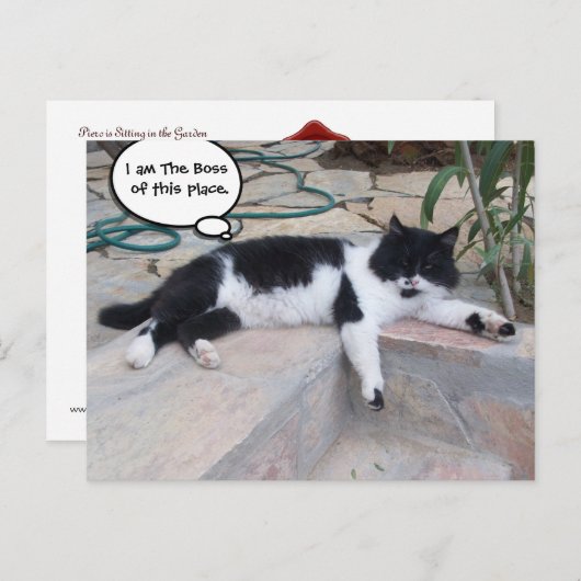 SCHWARZ-WEISSE GROSSE TÜRKISCHE KATZE IN SEINEM GA POSTKARTE (Vorne/Hinten)