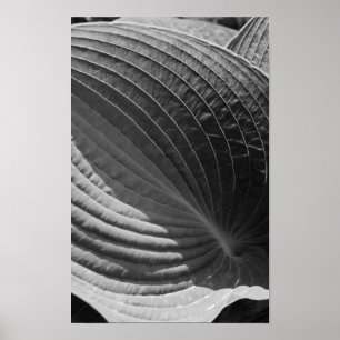 Schwarz-weiße Hosta-Blatt Poster