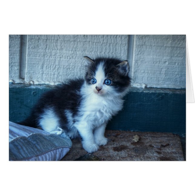 Schwarz + Weiße Kitte (Vorderseite (Horizontal))