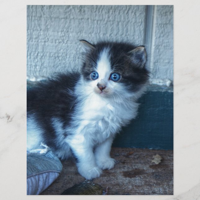 Schwarz + Weiße Kitte (Vorderseite)
