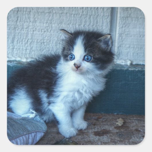 Schwarz + Weiße Kitte Quadratischer Aufkleber (Vorderseite)