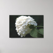 Schwarz-weiße Limone Hydrangea Blume Leinwand (Vorderseite)