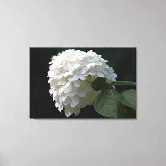 Schwarz-weiße Limone Hydrangea Blume Leinwand (Vorderseite)