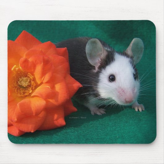 Schwarz-weiße Maus und orange Tee-Rose Mousepad (Vorne)