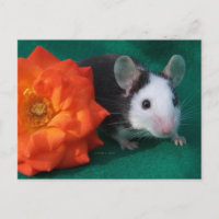 Schwarz-weiße Maus und Orange Tee Rose