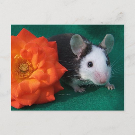 Schwarz-weiße Maus und Orange Tee Rose Postkarte (Vorderseite)