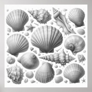 Schwarz-weiße Muscheln Schöne Einrichtung Nizza Poster