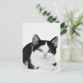 Schwarz-weiße, nachdenkliche Kitten Postkarte (Stehend Vorderseite)