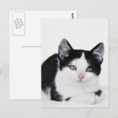 Schwarz-weiße, nachdenkliche Kitten Postkarte (Vorne/Hinten)