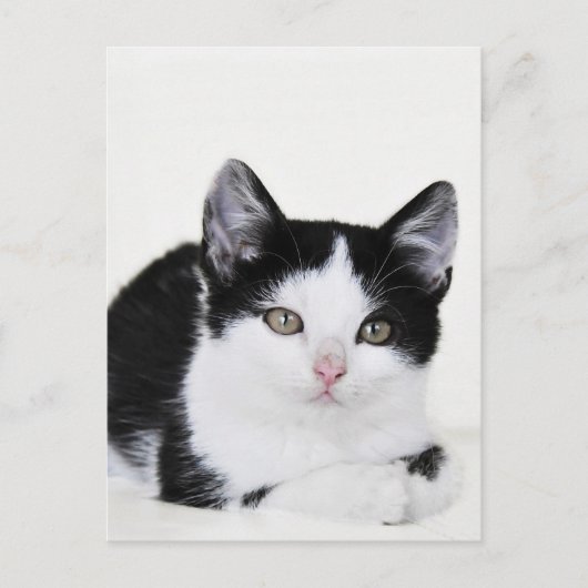Schwarz-weiße, nachdenkliche Kitten Postkarte (Vorderseite)