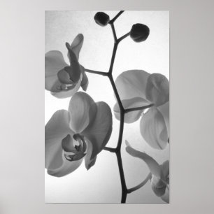 Schwarz-Weiße Orchideen am Stiel Poster