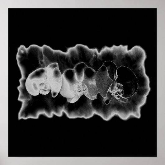 Schwarz-weiße Orchideenmalerei Poster (Vorne)