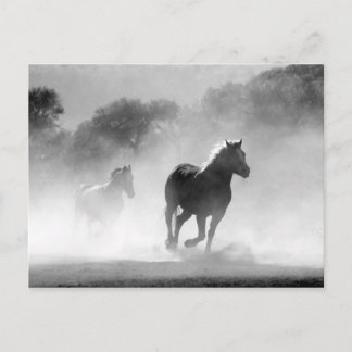 Schwarz-weiße Pferdefreiheit Postkarte