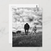 Schwarz-weiße Pferderegussfotografie, Postkarte (Vorne/Hinten)