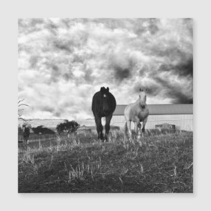 Schwarz-weiße Pferderegustationsfotografie, Karte