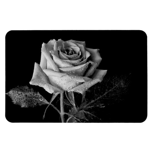 Schwarz-weiße Rose Magnet (Horizontal)