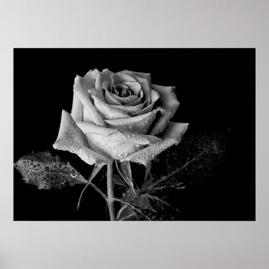 Schwarz-weiße Rose Poster (Vorne)