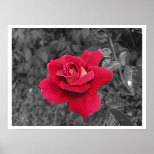 Schwarz-weiße Rote Rose Poster (Vorne)