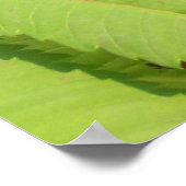 Schwarz-weiße Schmetterlinge Poster (Ecke)