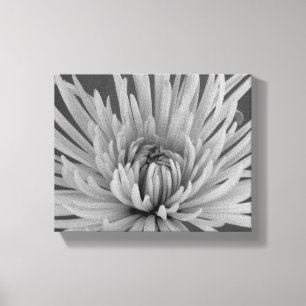 Schwarz-Weiße Spinne Chrysanthemen-Blume Leinwanddruck
