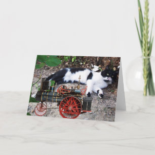 SCHWARZ-WEIßE TÜRKISCHE KATZE PIERO KARTE