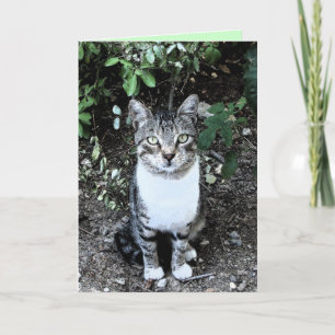 SCHWARZ-WEIßE TÜRKISCHE KATZE RONIN KARTE