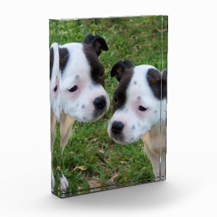 Schwarz-weiße Welpen aus Staffordshire Bull Terrie Fotoblock
