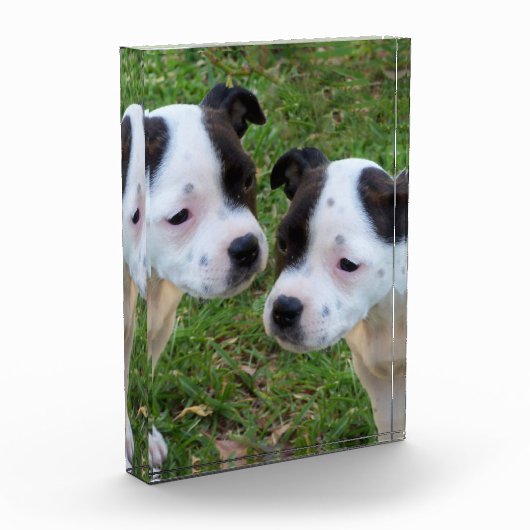Schwarz-weiße Welpen aus Staffordshire Bull Terrie Fotoblock (Links)