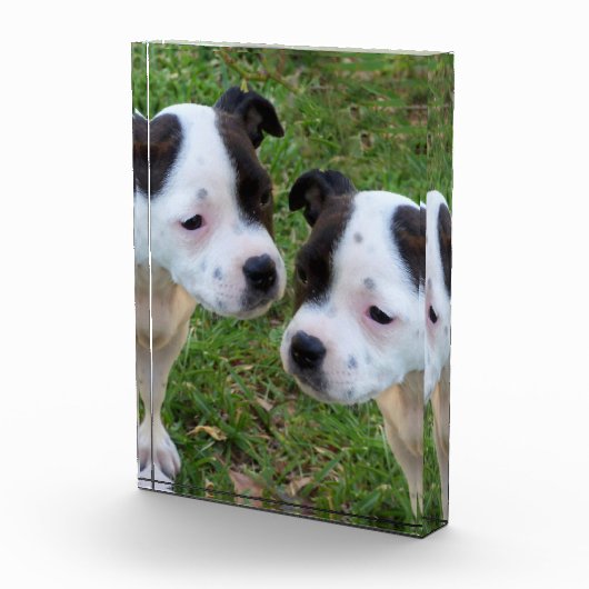 Schwarz-weiße Welpen aus Staffordshire Bull Terrie Fotoblock (Rechts)