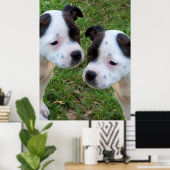 Schwarz-weiße Welpen aus Staffordshire Bull Terrie Poster (Heimbüro)