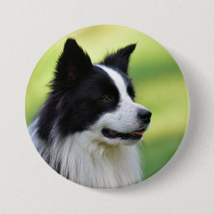 Schwarz-weißer Border Collie Hund Button