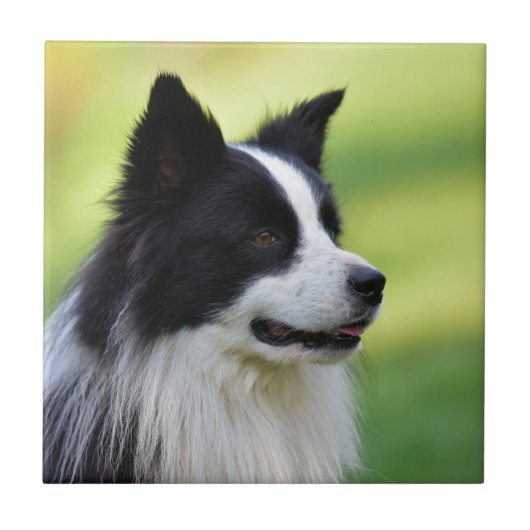 Schwarz-weißer Border Collie Hund Fliese (Vorderseite)