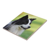 Schwarz-weißer Border Collie Hund Fliese (Seite)