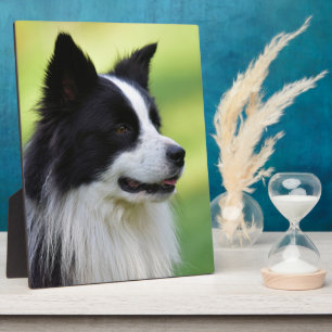 Schwarz-weißer Border Collie Hund Fotoplatte