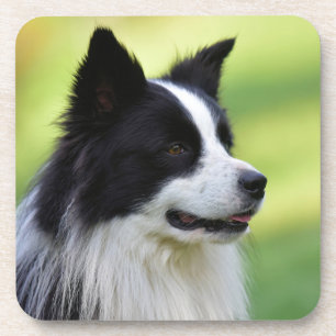 Schwarz-weißer Border Collie Hund Getränkeuntersetzer