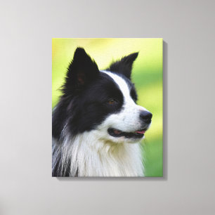 Schwarz-weißer Border Collie Hund Leinwanddruck
