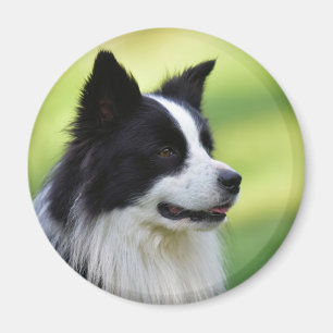 Schwarz-weißer Border Collie Hund Magnet