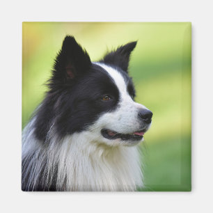 Schwarz-weißer Border Collie Hund Magnet