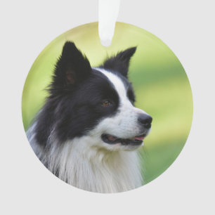 Schwarz-weißer Border Collie Hund Ornament