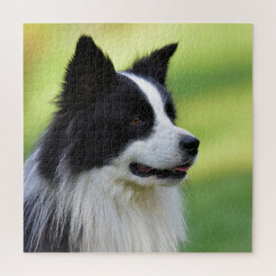 Schwarz-weißer Border Collie Hund Puzzle