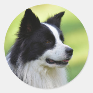 Schwarz-weißer Border Collie Hund Runder Aufkleber