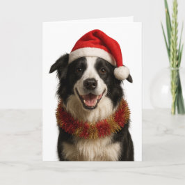 Schwarz-weißer Border Collie Weihnachtskarte Karte
