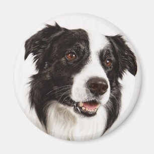 Schwarz-weißer Border Collie Welpe Magnet