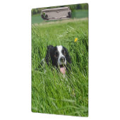 Schwarz-weißer Collie im Gras Klemmbrett (Links)